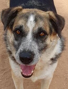 Chico ist schüchtern aber neugierig - Mettmann