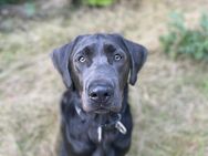 Labrador in liebevolle Hände abzugeben - Sandbostel