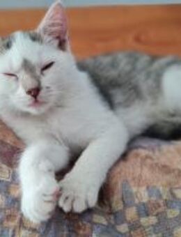 Abenteurer Maylo sicht DICH! - Walluf