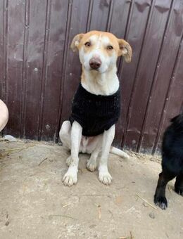 Freundlich,Verspielt, Familienhund Arko - Blankenheim (Nordrhein-Westfalen)