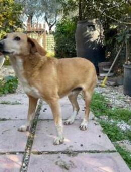 Eigenes Zuhause gesucht: MAGHERITA - Büdingen