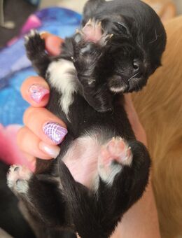 Welpen zu verkaufen Chihuahua mix - Friesack