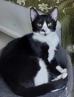 Nino Schmusekater sucht Familie - Unterföhring