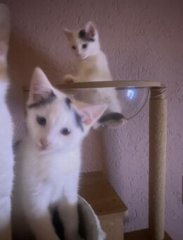 2 süße Kitten mischling - Marienberg