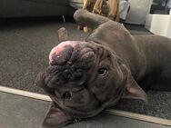 Old Englisch Bulldogge - Castrop-Rauxel