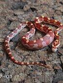 Motley x Striped, Wild in 58332