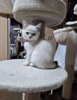 Traumhafte Familien-Kitten – vollständig geimpft für ein ganzes Jahr - Coburg