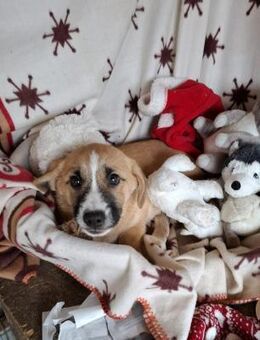 Aristo soll nicht in Rumänien aufwachsen - Blankenheim (Nordrhein-Westfalen)