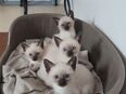 abgabebereit - reinrassige, gesunde und süße Siam-Babys suchen ein tolles Zuhause in 97084