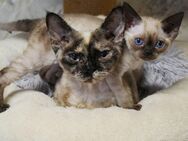 Devon Rex Kitten Erbkrankheiten frein Linien mit Stammbaum - Witten