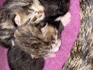 Kitten/ Katzenbabys - Kronach
