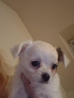 Sisi chiuhuahua - Hanstedt (Landkreis Harburg)