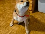 SHIBA fur PAARUNG - Riehen