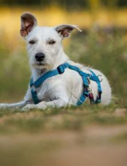 Antonino möchte Ihnen Freude bereiten - Neuss