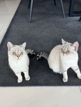 2 British Kurzhaar Katzen zu verkaufen 09 Monate alt - Mühlenbecker Land