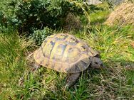Morla - weibliche griechische Landschildkröte (THB, eierlegend) - Arnsberg