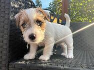 Jack Russell Terrier - WELPEN - Altlandsberg