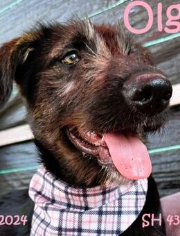 Olga - zuckersüßer Welpenwirbelwind - Rinteln