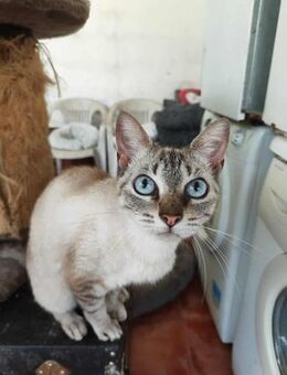Hübsche Katze Fifi - Eichenzell