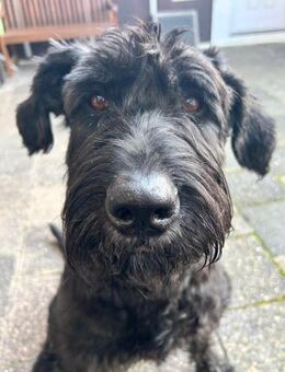 Laika, Riesenschnauzer (geb. 02/2017) - Pegnitz