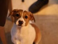 Traumhund BENJI sucht ein Zuhause! ❤️ - Schwerte (Hansestadt an der Ruhr)