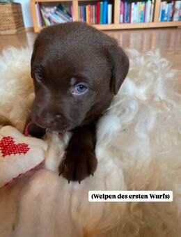 Wundervolle braune Labradorwelpen – Dual Purpose – ab Mitte November abzugeben (Privatverkauf) - Haigerloch