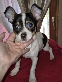 🕵️‍♂️ Sherlock kleiner Chihuahua - Kassel
