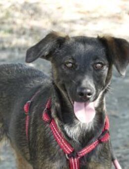 Liebe Nala sucht eine Familie - Kleinostheim