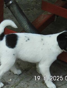 Reinrassige Jack Russell Terrier Welpen 12 . Wo. nur noch ein Weibchen. - Lonnerstadt