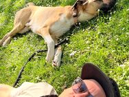 Er mit Hund sucht Sie - Mainz