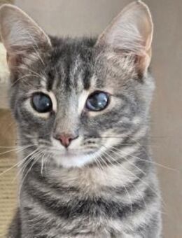 Bilibuk ein zartes Seelchen! - Sulzbach-Laufen