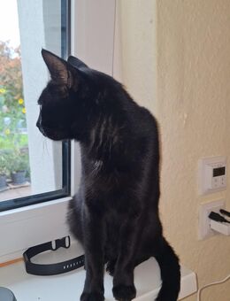 Hauskatze Schwarz - Berlin Spandau