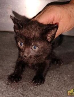 Peca - Zuckersüße Jungkatze - Bad Camberg