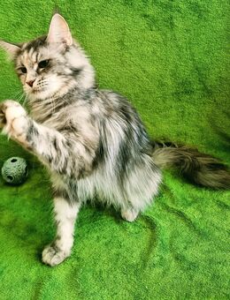 Traumhaft schönes Maine Coon Mädchen - Waldsassen