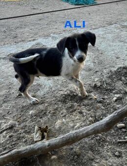 Ali Welpe sucht seine Familie - Schwaig (Nürnberg)