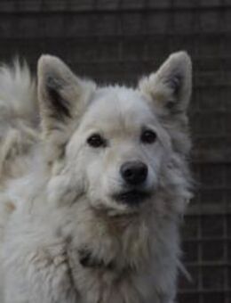 Ügyes sucht erfahrene Rudelfüher - Schnarup-Thumby