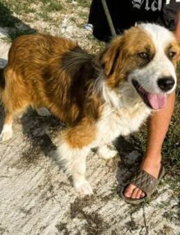 Randy - ein Traum auf 4 Pfoten - Overath