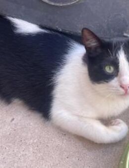 Lana sucht dringend ❤️ - Saarbrücken
