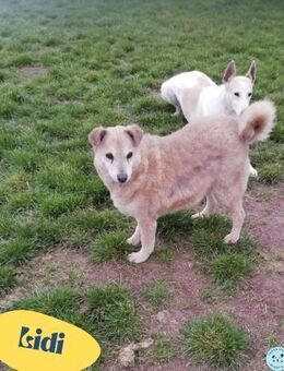 Lidi - verträglich mit Hunden und Katzen - Rheine