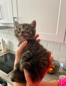 BKH Kitten Junge (m) mit Impfausweis - Bremen