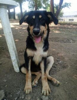 ODIN - verkuschelter, süßer Hundejunge - Aerzen