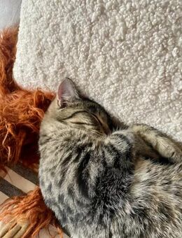 Kater Rio sucht sein Traum-Zuhause - Unterdießen