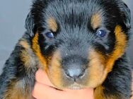 Rottweiler Welpe Hündin Rosa mit ICR-Papieren - Kelheim