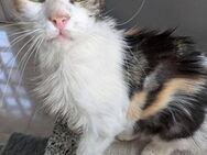 Arianna - der Floh, der Menschen liebt - Kirchheim (München)