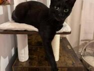 Mitzimura Selbstbewusste Pantherdame - Unterföhring