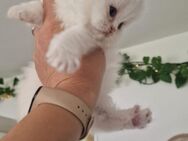 Süße kitten können bald ausziehen - Berlin Neukölln