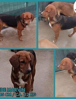 lieber Bracken Mischling Marvin sucht... - Margetshöchheim