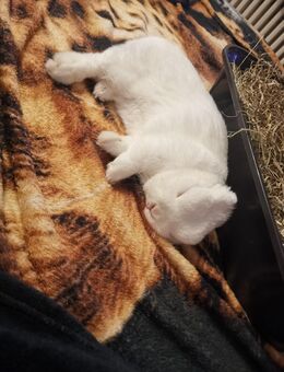 Hermelin Kaninchen kastriert, EC Negativ, gesund, geimpft - Berlin