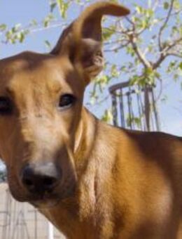 Jueves-hübscher, junger, verspielter Bub - Freudenstadt