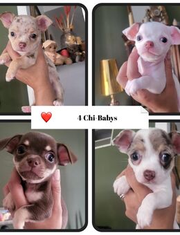 4 Chi-Babys noch frei ! 1 Rüde - 3 Mädchen - Berlin